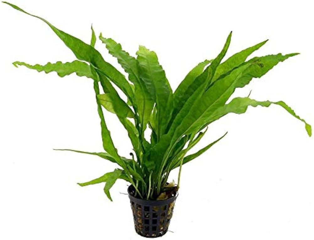 Java Fern