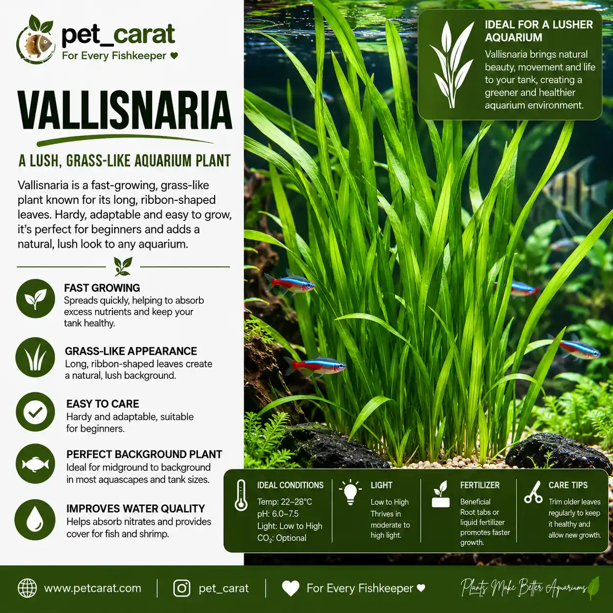 vallisneria