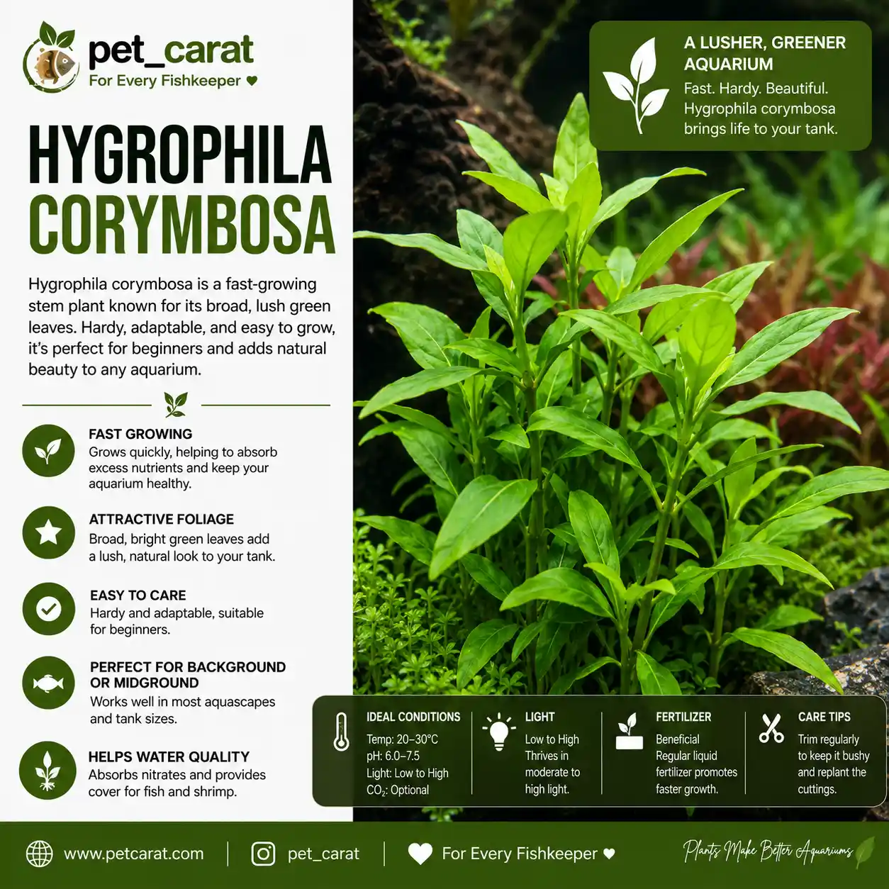 Hygrophila Corymbosa