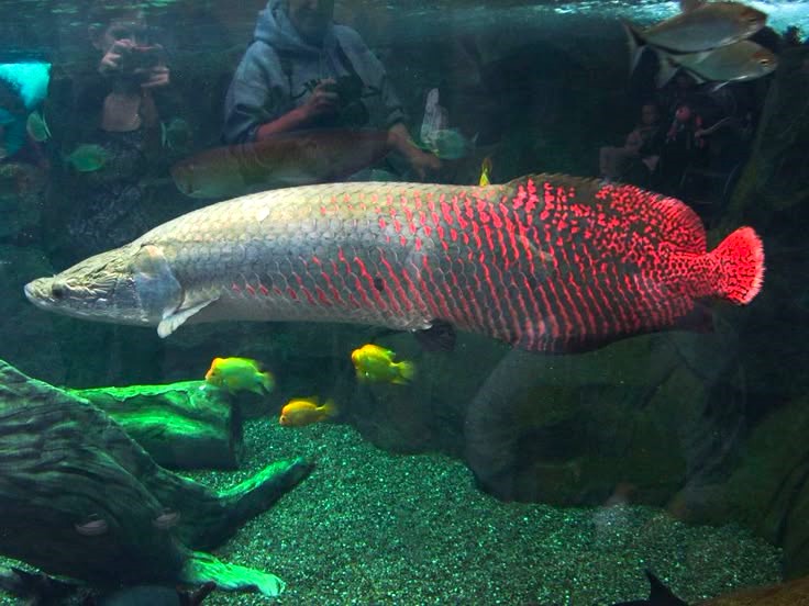 Arapaima (Arapaima gigas)