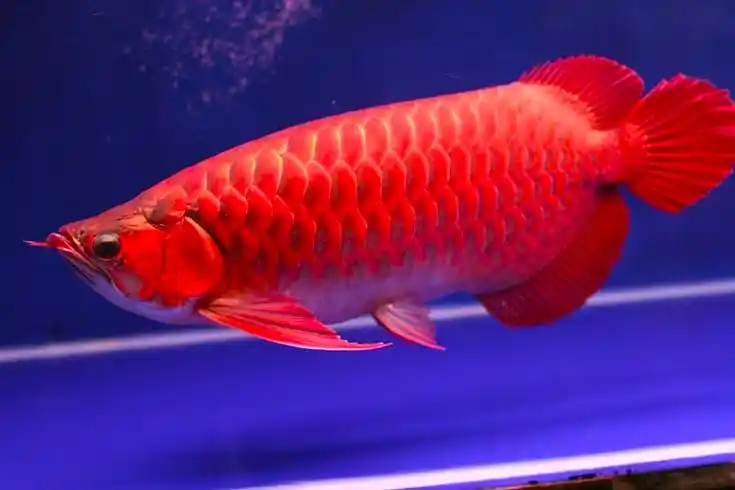 Chili Red Arowana @ Pet Carat