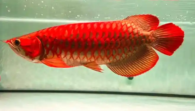 Chili Red Arowana @ Pet Carat