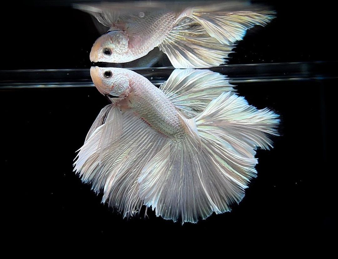 Halfmoon Betta