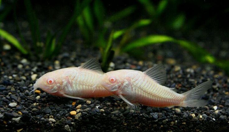 Albino Cory