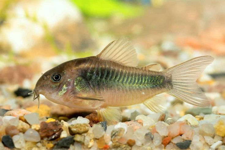 Bronze Cory