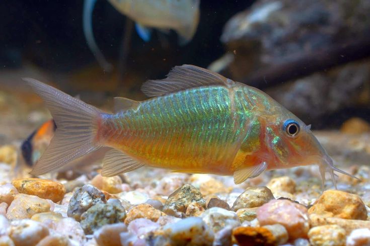 Emerald Cory