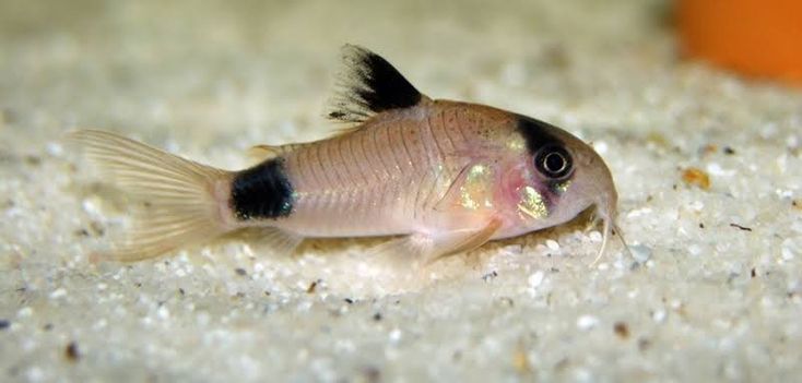 Panda Cory