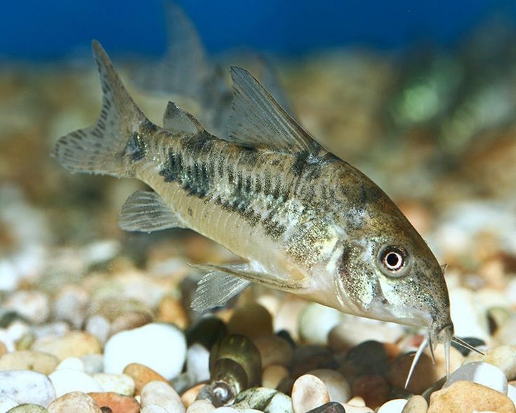 Peppered Cory