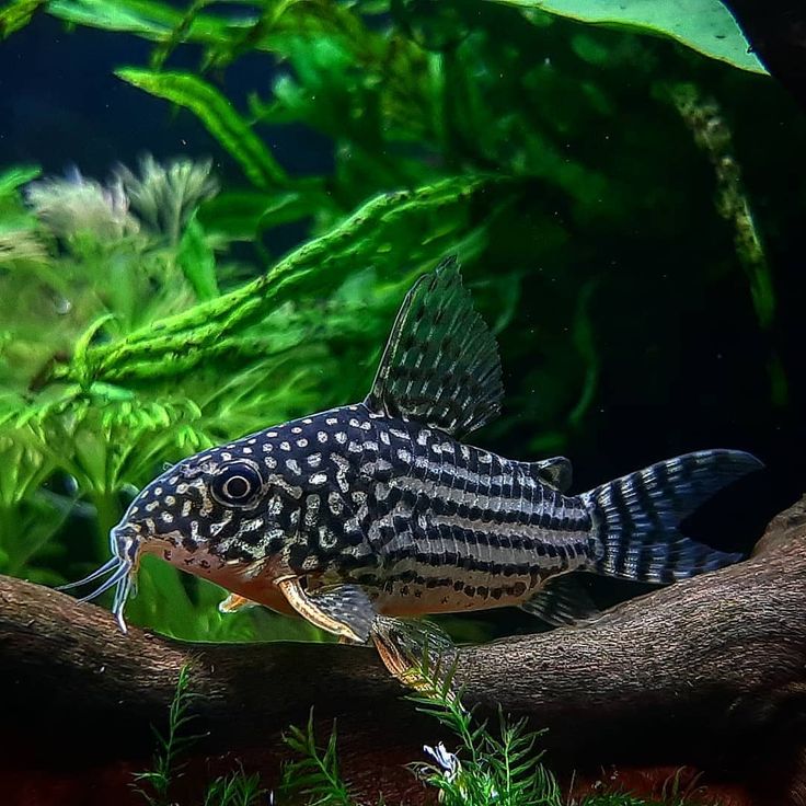 Sterbai Cory