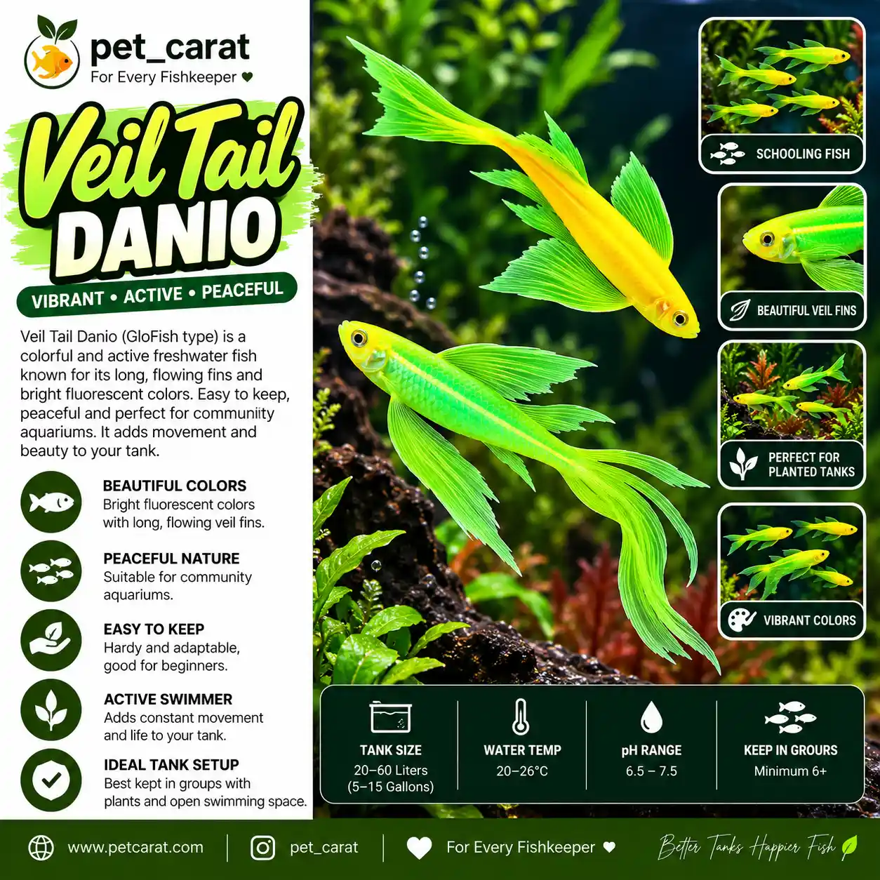 Veil Tail Danio image
