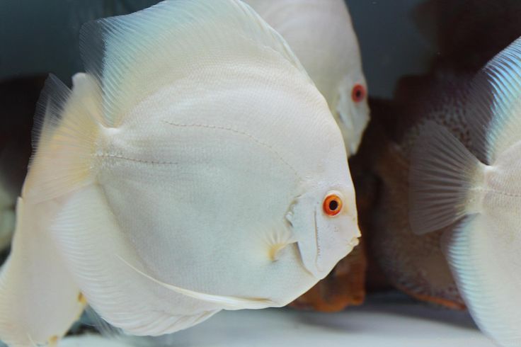 Albino Discus (Symphysodon aequifasciatus)