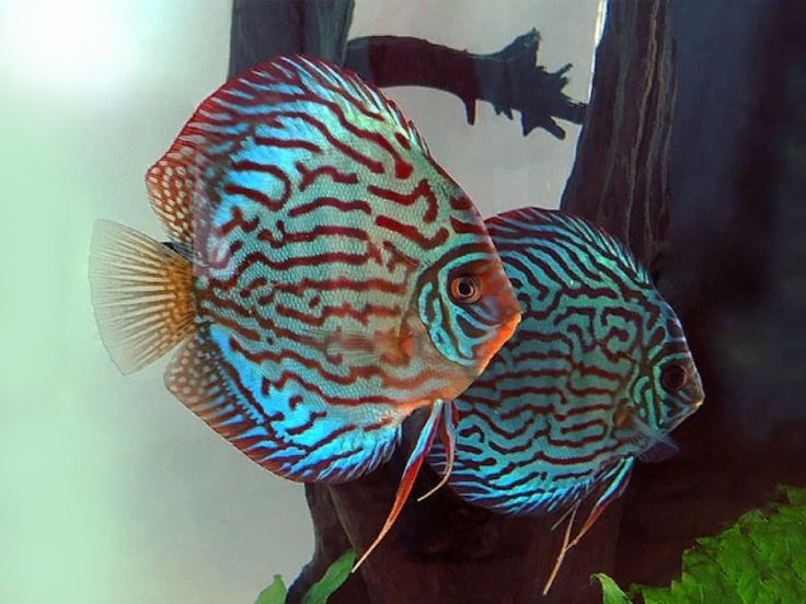 Brilliant Turquoise Discus (Symphysodon aequifasciatus)