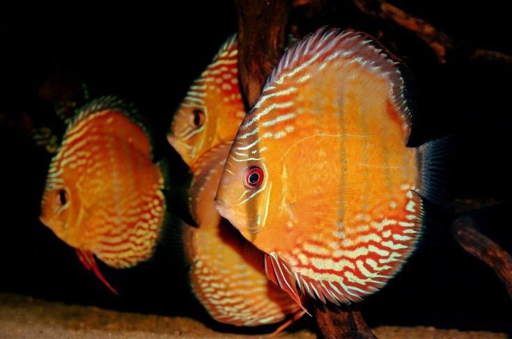 Brown Discus (Symphysodon aequifasciatus)