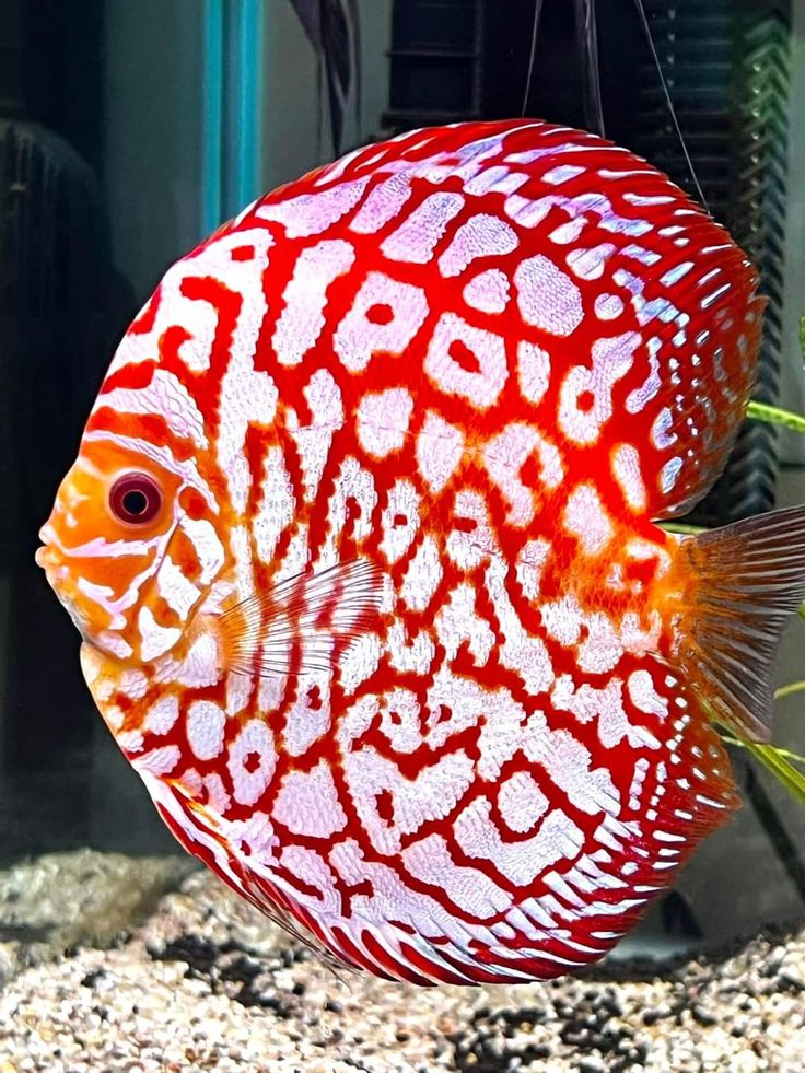 Checkerboard Discus (Symphysodon aequifasciatus)