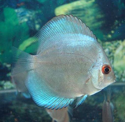 Cobalt Blue Discus (Symphysodon aequifasciatus)