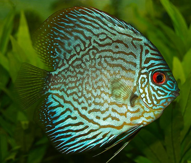 Green Discus (Symphysodon aequifasciatus)