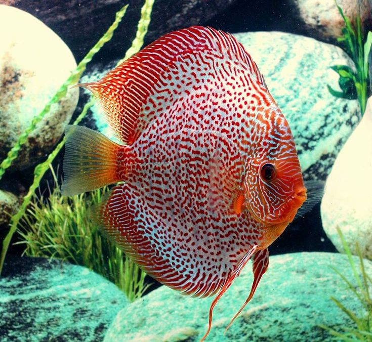 Leopard Snake Skin Discus (Symphysodon aequifasciatus)