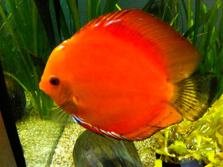 Marlboro Red Discus (Symphysodon aequifasciatus)