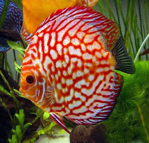 Pigeon Blood Discus (Symphysodon aequifasciatus)