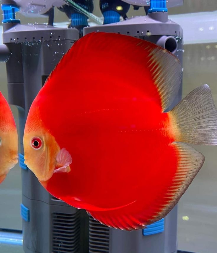 Red Cover Discus (Symphysodon aequifasciatus)