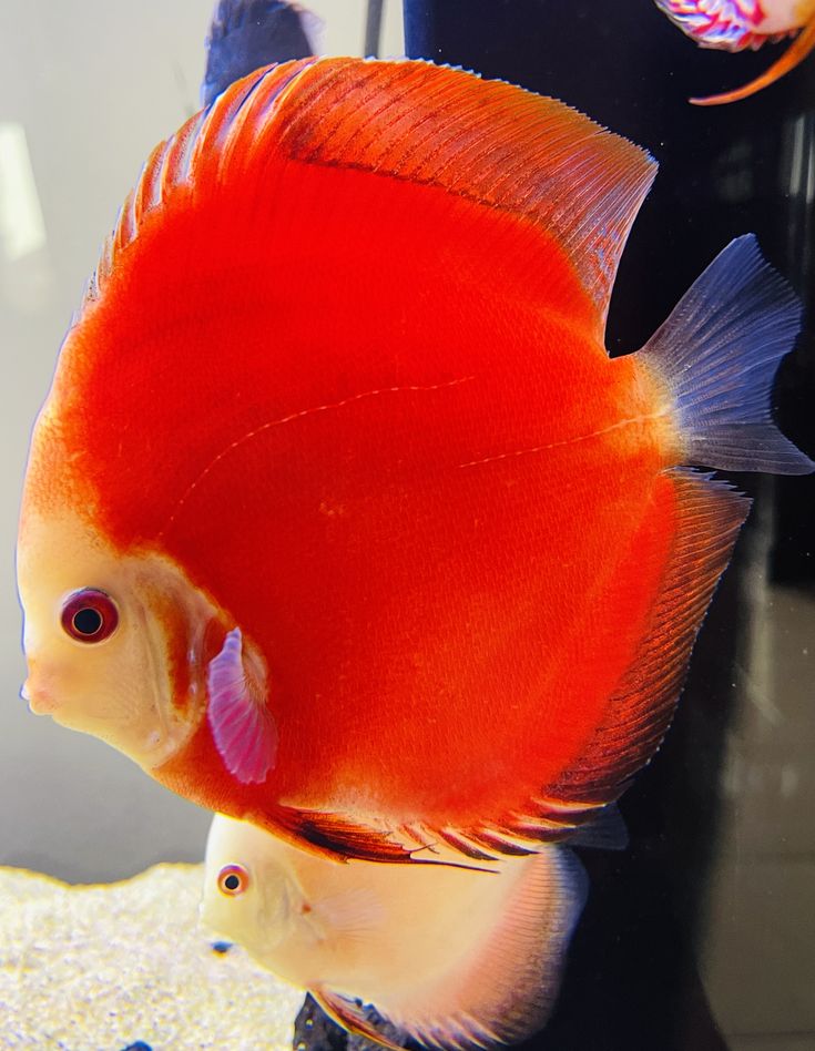 Red Melon Discus (Symphysodon aequifasciatus)