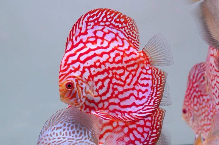 Red Panda Discus (Symphysodon aequifasciatus)