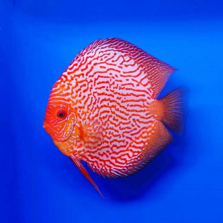Red Scribbled Discus (Symphysodon aequifasciatus)