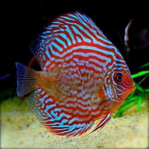Red Turquoise Discus (Symphysodon aequifasciatus)