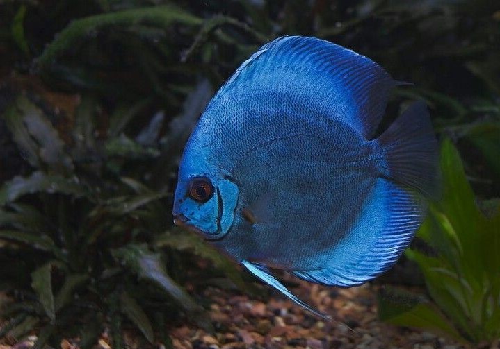Royal Blue Discus (Symphysodon aequifasciatus)