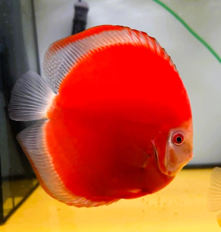 Super Red Discus (Symphysodon aequifasciatus)
