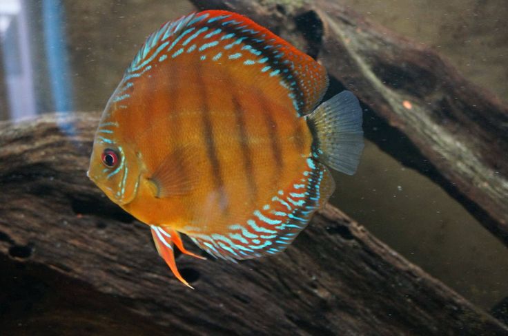 Wild Caught Discus (Symphysodon spp.)