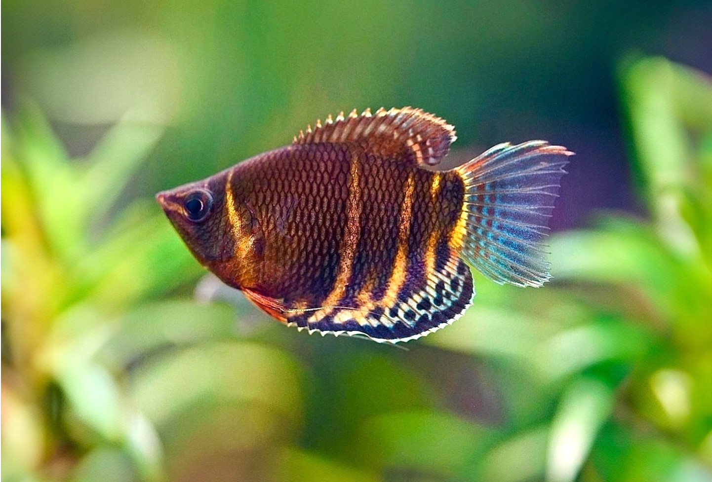 Chocolate Gourami