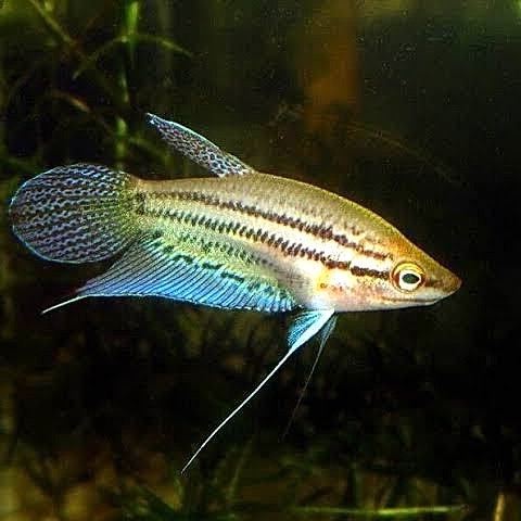 Croaking Gourami