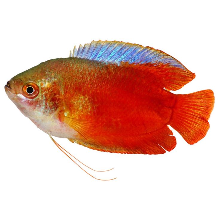 Flame Gourami