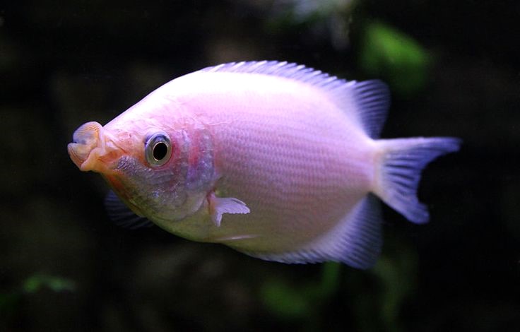 Kissing Gourami