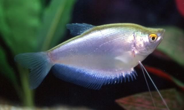 Moonlight Gourami