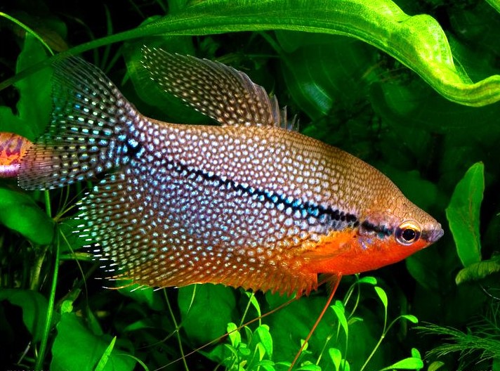 Pearl Gourami