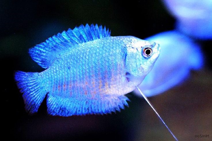 Powder Blue Gourami