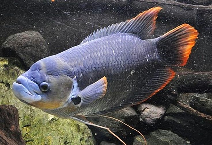 Red Tail Giant Gourami