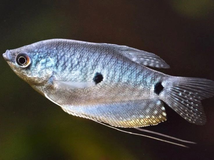 Three Spot Gourami