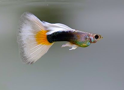 Orange Tuxedo Guppy