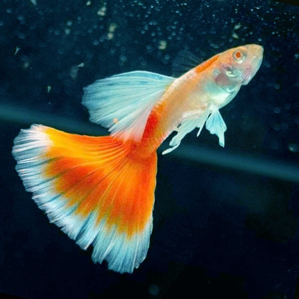 Red Topaz Guppy