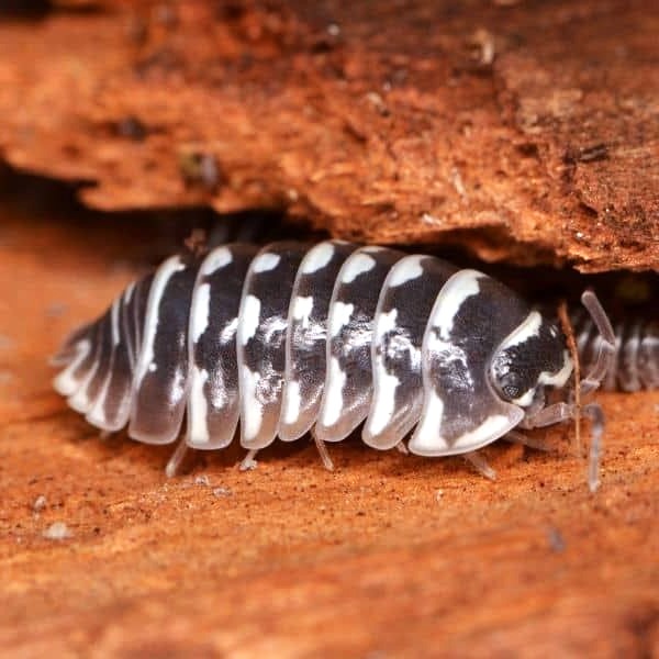 Armadillidium maculatum (Zebra Isopod)