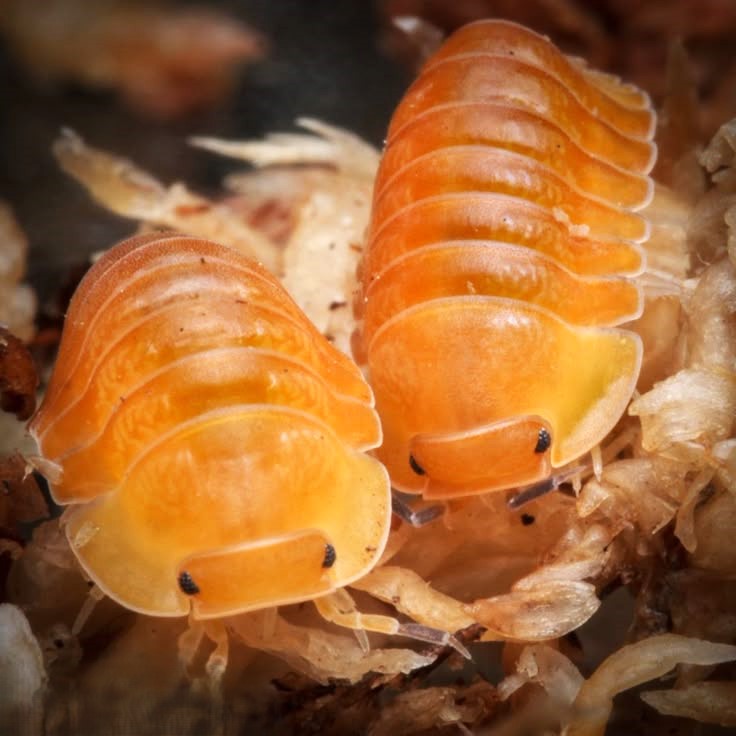 Cubaris sp. 'Amber Duckie' (Amber Duckie Isopod)