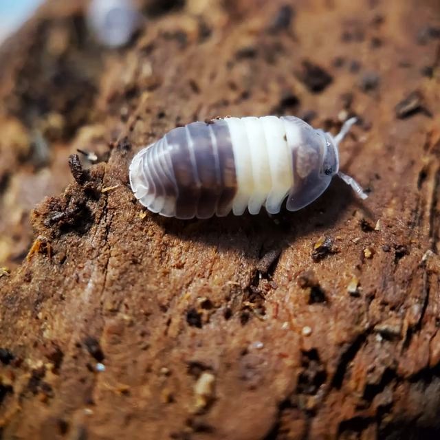 Cubaris sp. 'Panda King' (Panda King Isopod)
