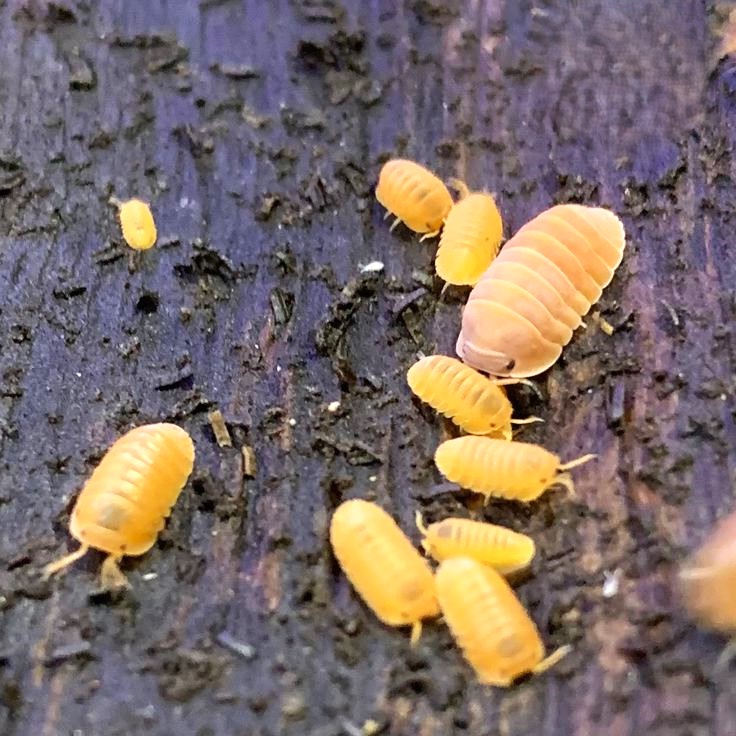 Cubaris sp. 'Papaya' (Papaya Isopod)
