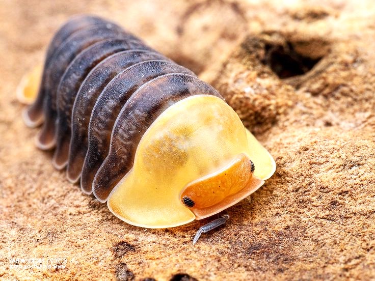 Cubaris sp. 'Rubber Ducky' (Rubber Ducky Isopod)
