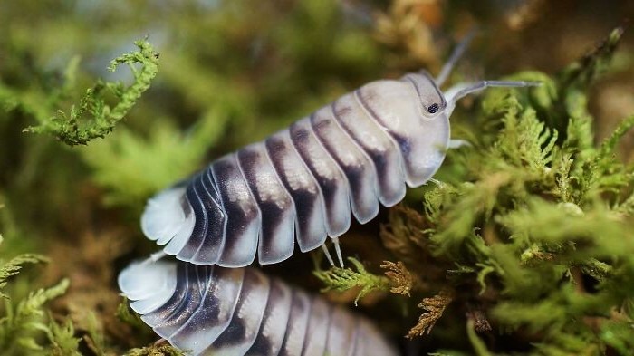 Cubaris sp. 'White Tiger' (White Tiger Isopod)