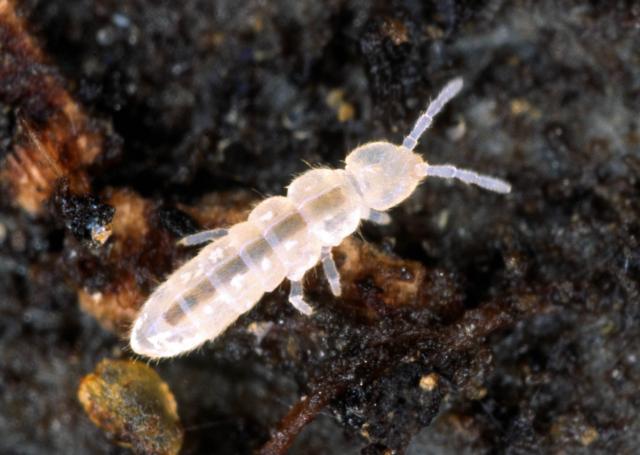 Folsomia candida (White Springtail)