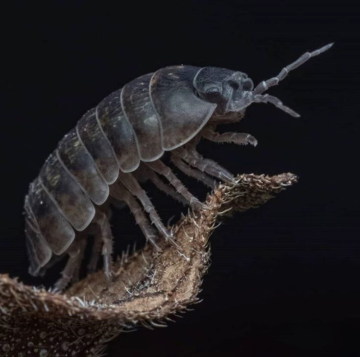 Nagurus cristatus (Marine Isopod)